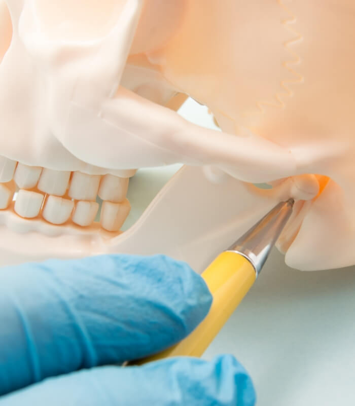 Jaw and skull model used to explain how Botox injections address T M J treatment